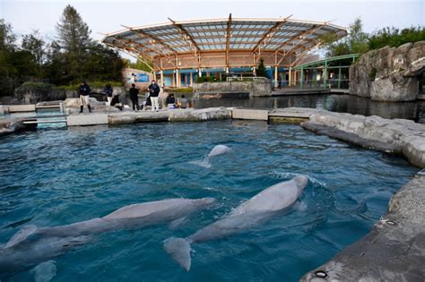 Mystic aquarium ct - Mystic Aquarium in Connecticut says pathology reports prove two beluga whales in their care died due to diseases that could not have been prevented.